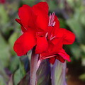 گل اختر